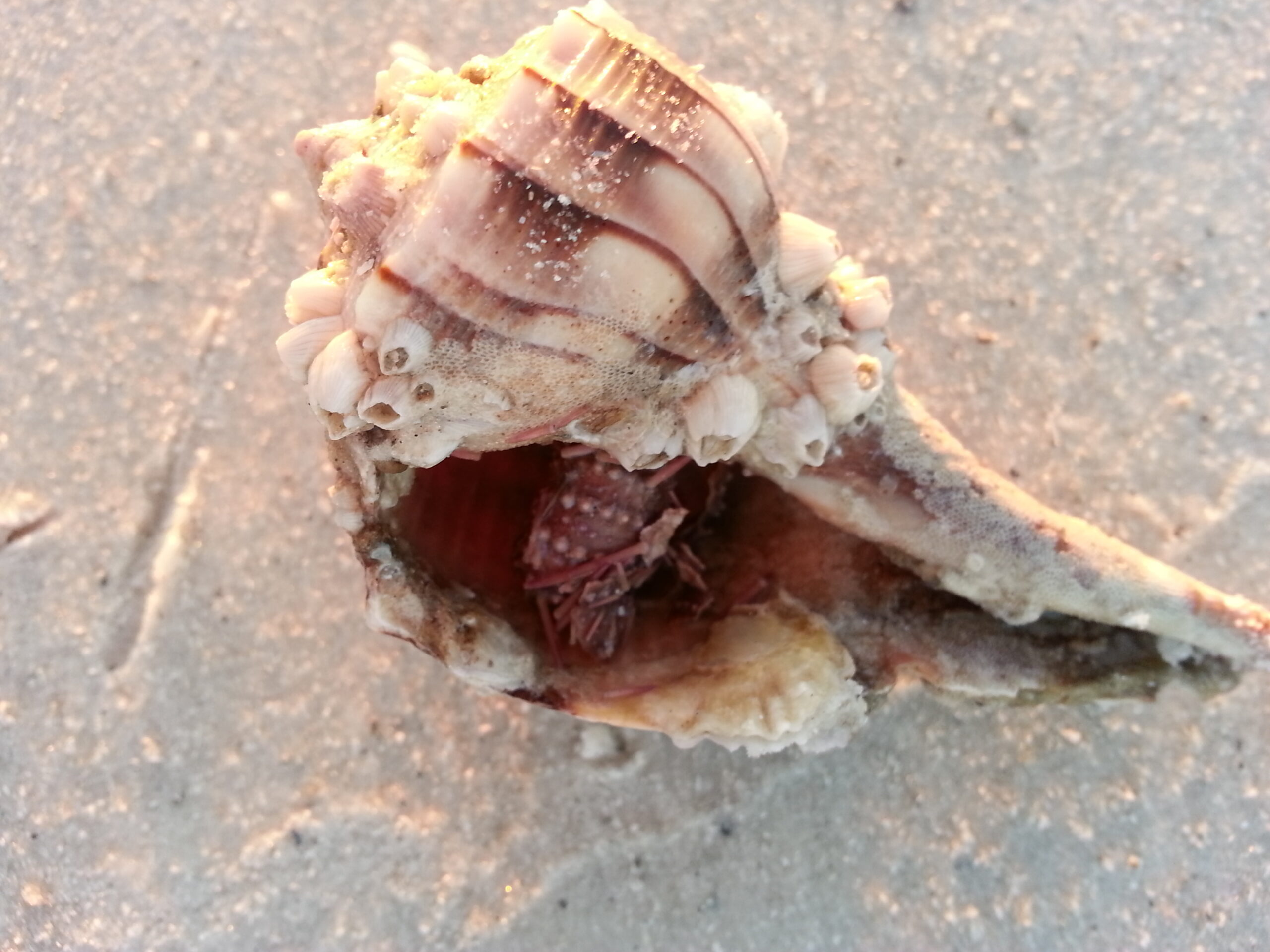 Lightning whelk with baby sea urchin Lightning Whelk on sugar sand with a red baby sea urchin inside